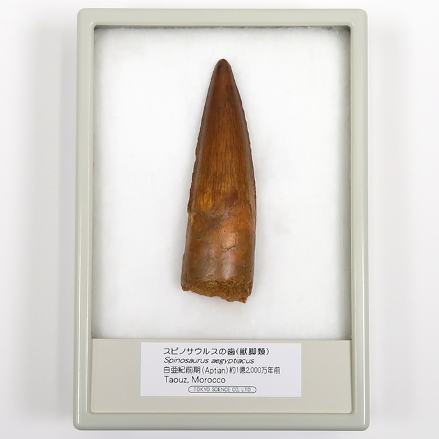 スピノサウルスの歯