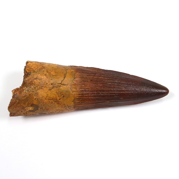 スピノサウルスの歯