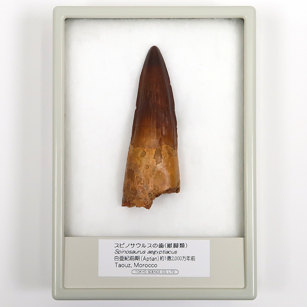 スピノサウルスの歯