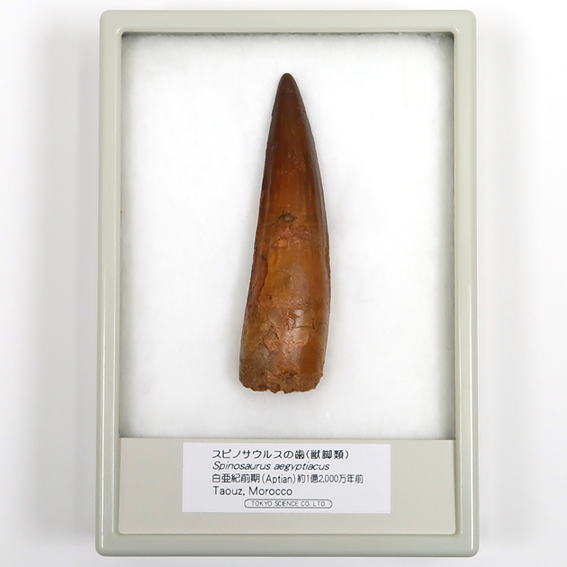 スピノサウルスの歯