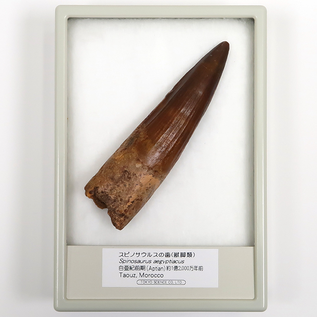 スピノサウルスの歯