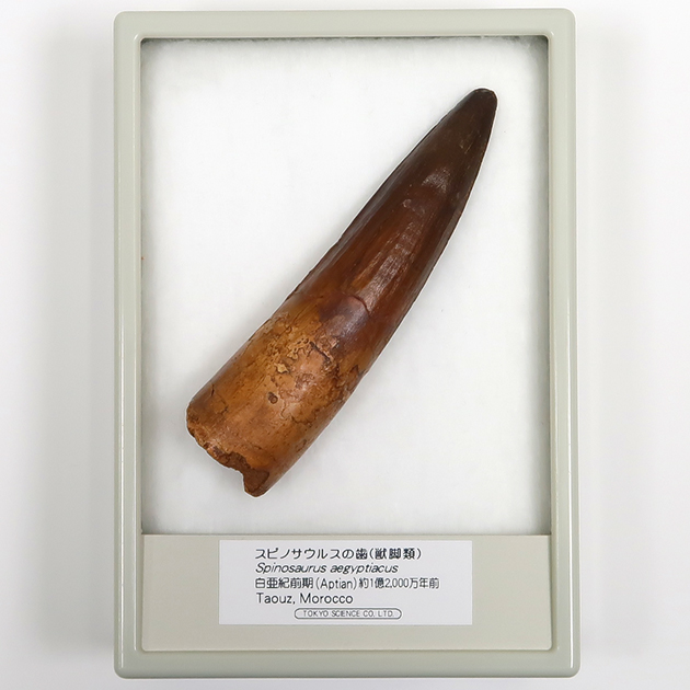 スピノサウルスの歯