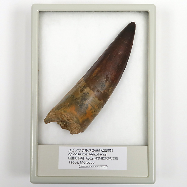 スピノサウルスの歯