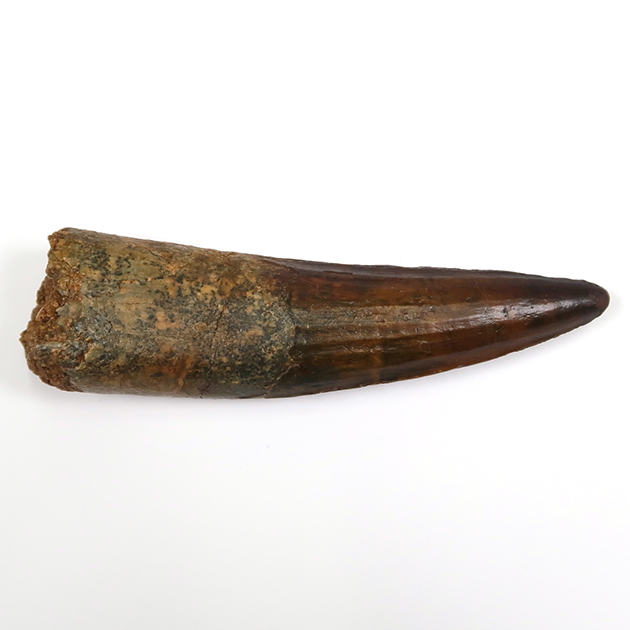 スピノサウルスの歯