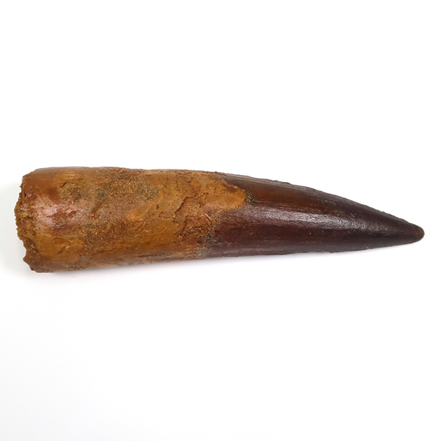 スピノサウルスの歯