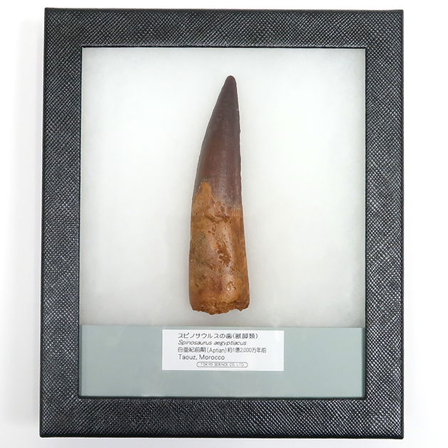 スピノサウルスの歯