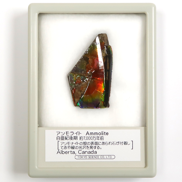 アンモライト