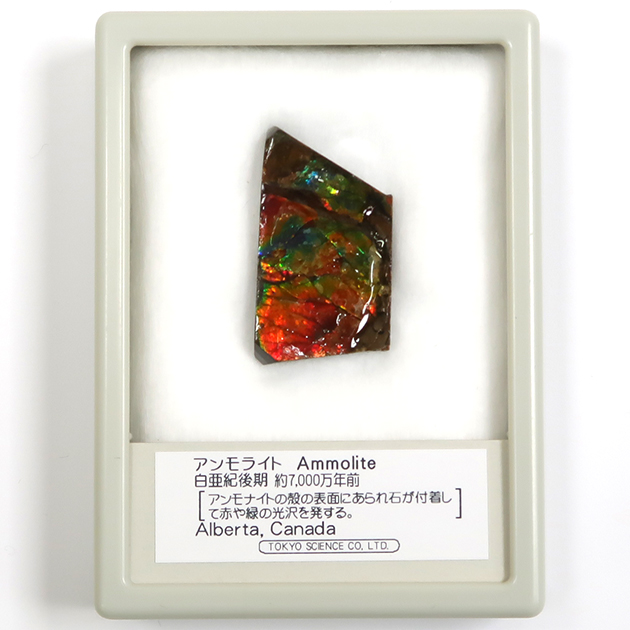 アンモライト