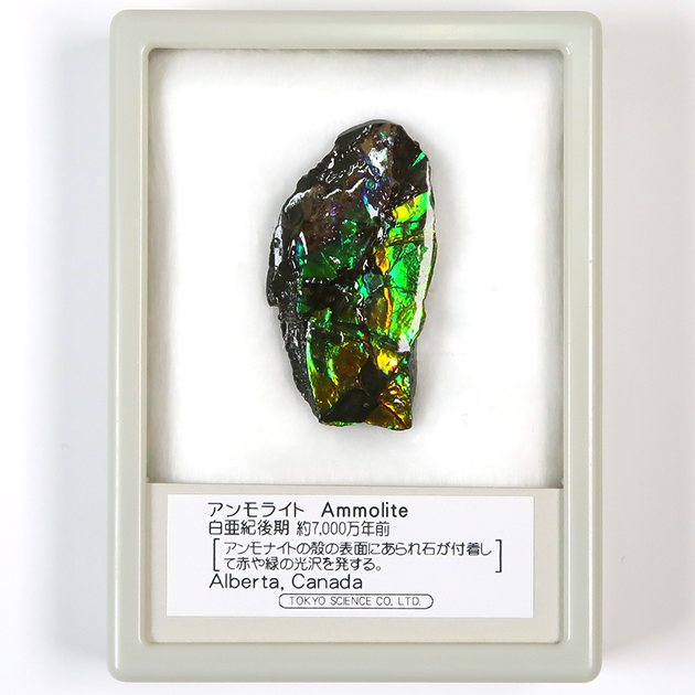 アンモライト
