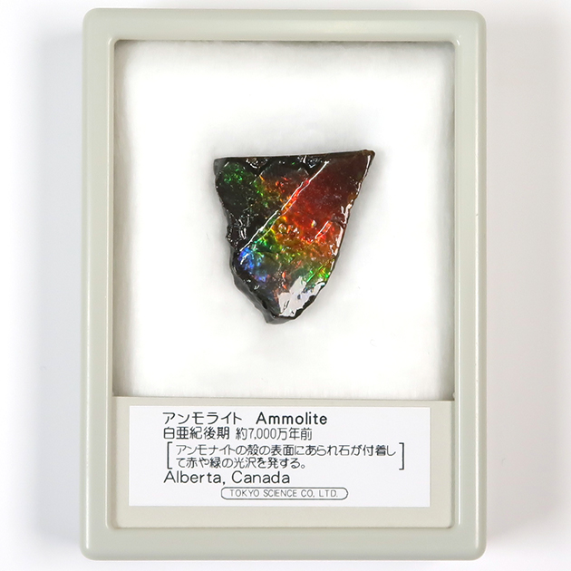 アンモライト