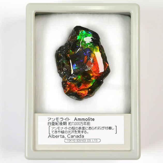 アンモライト