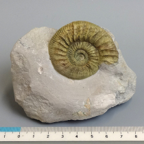 アンモナイト（Orthosphinctes）