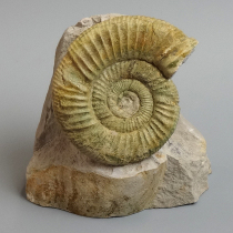 アンモナイト（Orthosphinctes）