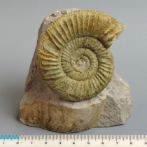 アンモナイト（Orthosphinctes）