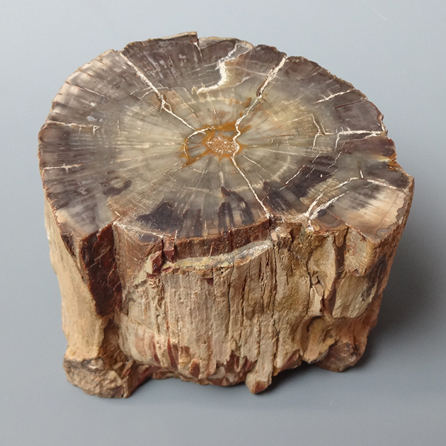 珪化木(木の化石)磨き仕上 置物 インテリア小物 インテリア・住まい・小物 割引価格購入
