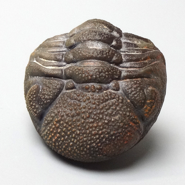 三葉虫（Phacops）｜化石販売・鉱物販売の東京サイエンス