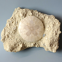 ウニの化石（Scutella）｜化石販売・鉱物販売の東京サイエンス