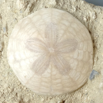 ウニの化石（Scutella）