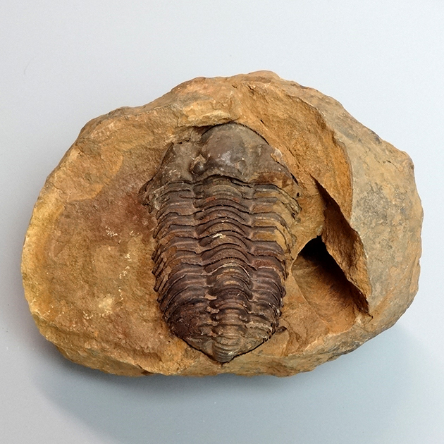 海外輸入 三葉虫 化石 三葉虫化石 究極のレトロ fossil ボリビア産