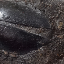 甲虫の化石
