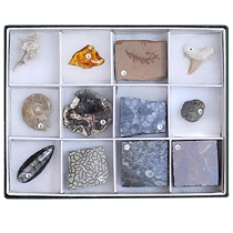 化石標本セット（12・30種）｜化石販売・鉱物販売の東京サイエンス