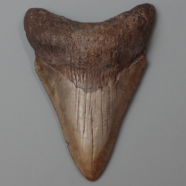サメの歯化石（Carcharodon megalodon）｜化石販売・鉱物販売の東京サイエンス