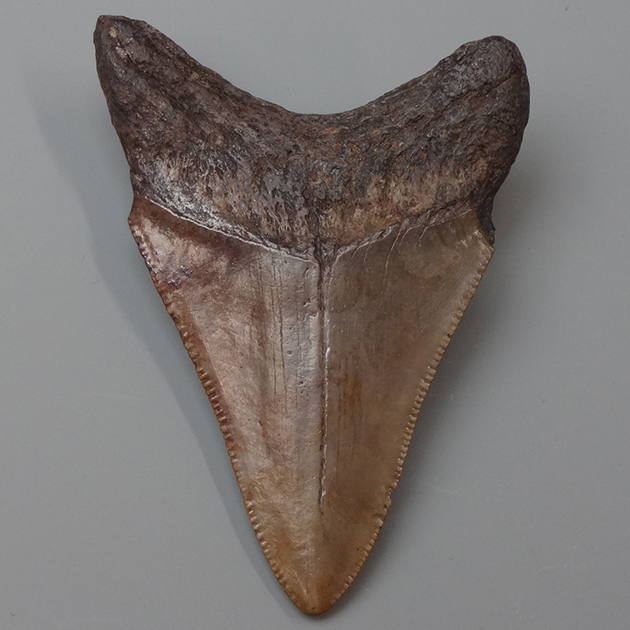 サメの歯化石（Carcharodon megalodon）｜化石販売・鉱物販売の東京