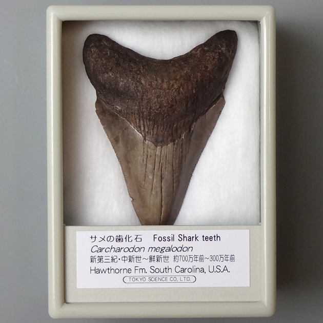 サメの歯化石（Carcharodon megalodon）｜化石販売・鉱物販売の東京 