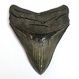 サメの歯化石（メガロドン）