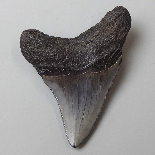 サメの歯化石（Carcharodon）｜化石販売・鉱物販売の東京サイエンス