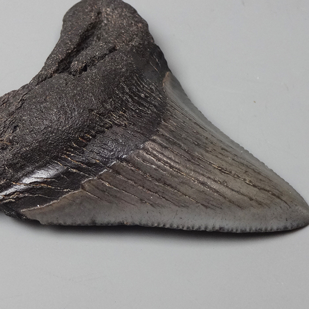 メガロドン [MG212] 化石 鮫の歯 メガロドン [MG212] 化石 鮫の歯 【公式通販】