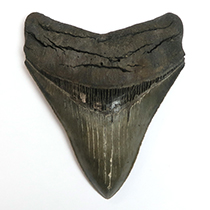 サメの歯化石（Carcharodon）｜化石販売・鉱物販売の東京サイエンス
